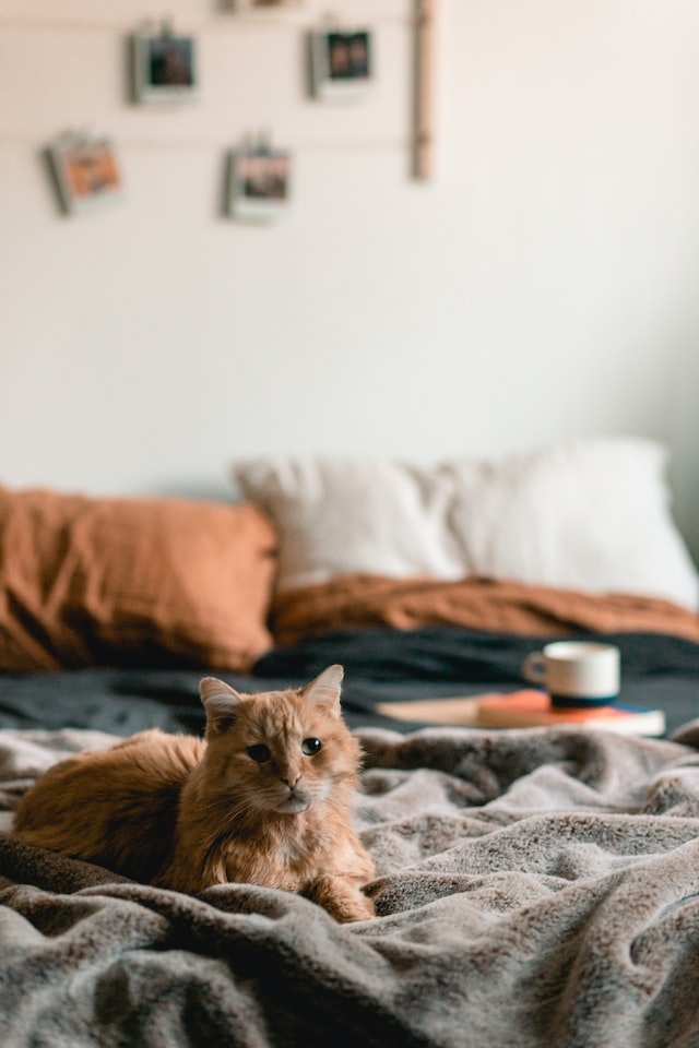 orange cat on cozy bed